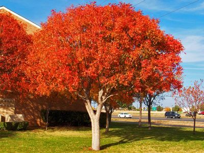 tree and landscaping services